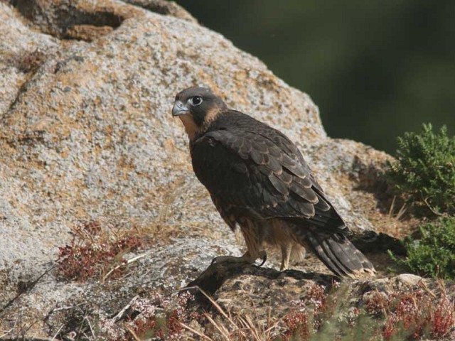Falco peregrinus brookei, juvenile, Agrigento 23 maggio 2009